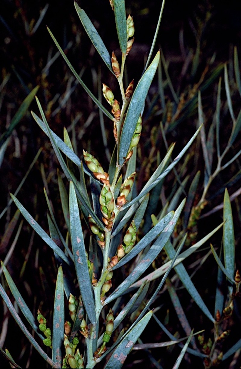Acacia blakelyi photo 8