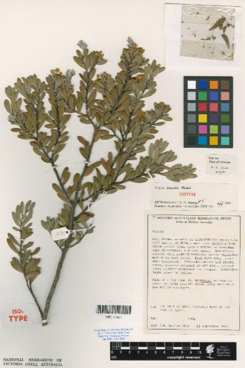 Acacia blaxellii