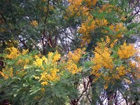 Acacia blayana