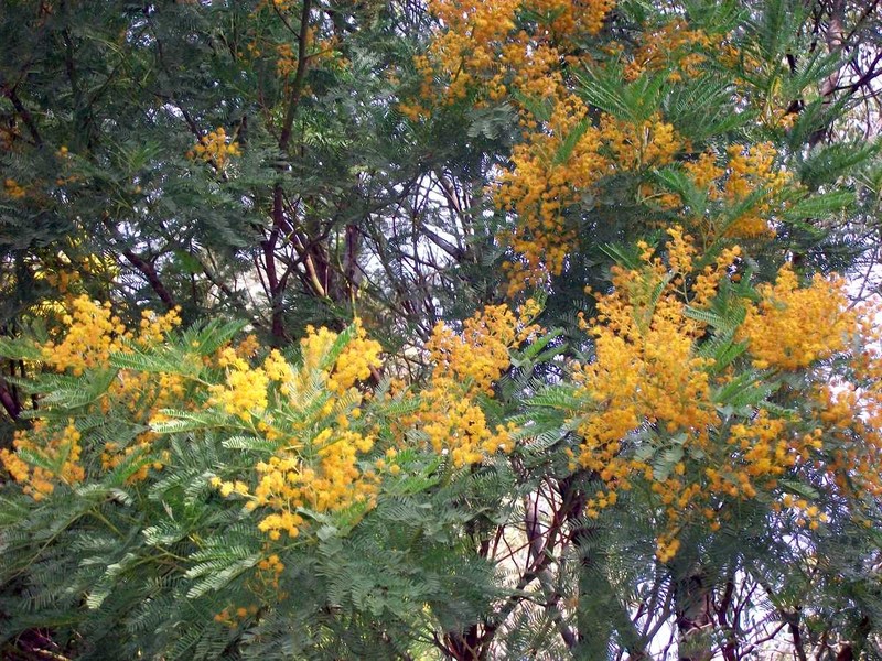 Acacia blayana