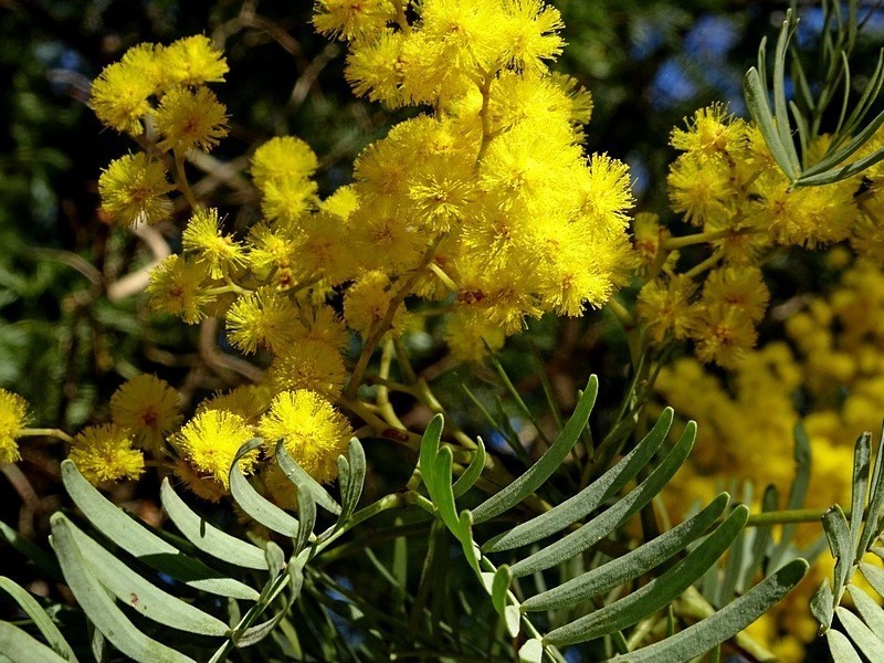 Acacia blayana photo 3