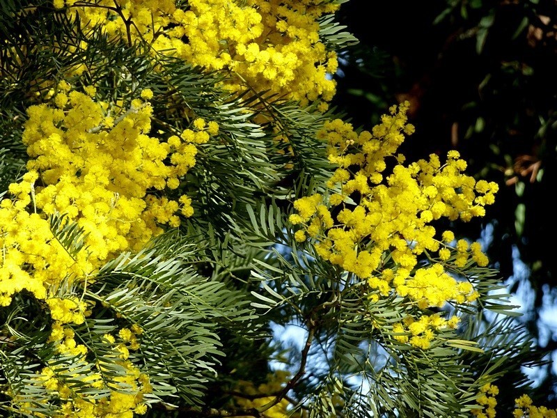 Acacia blayana photo 4