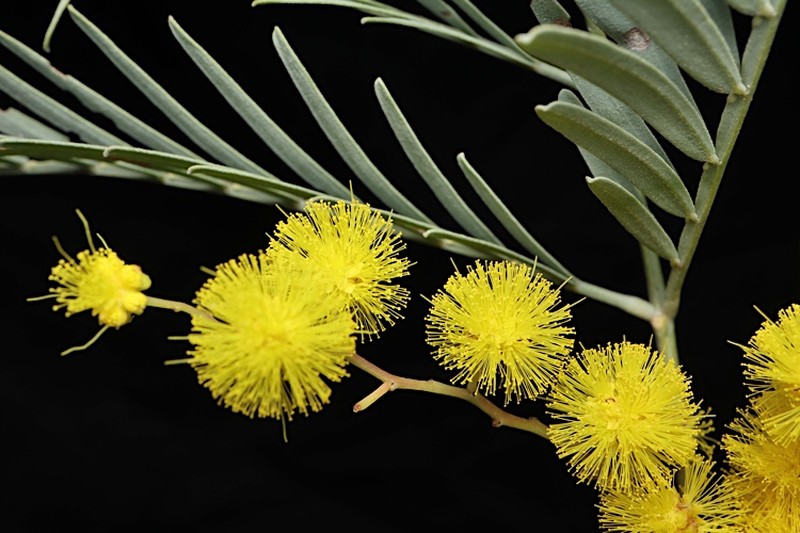 Acacia blayana photo 6