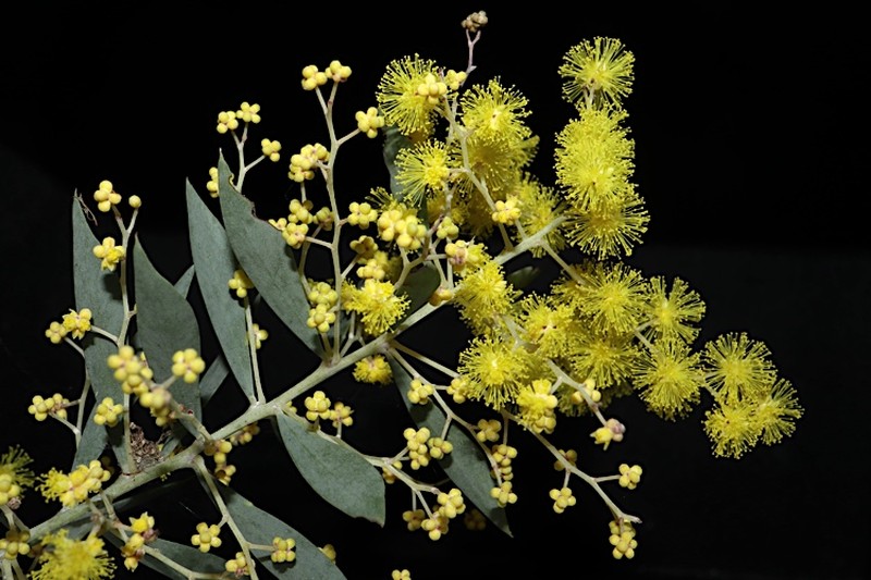 Acacia boormanii