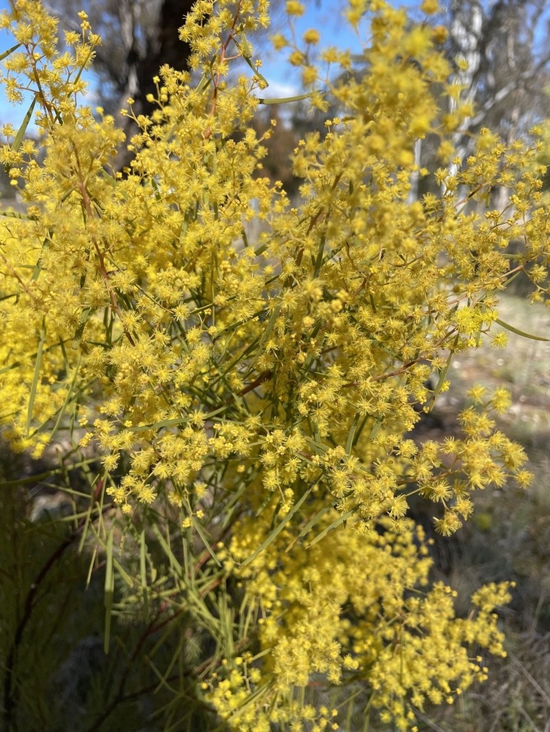 Acacia boormanii photo 2