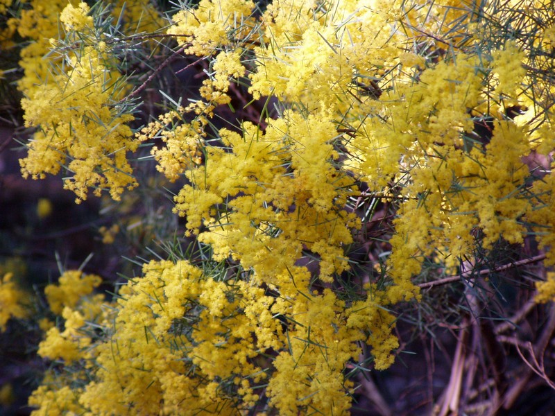Acacia boormanii photo 3