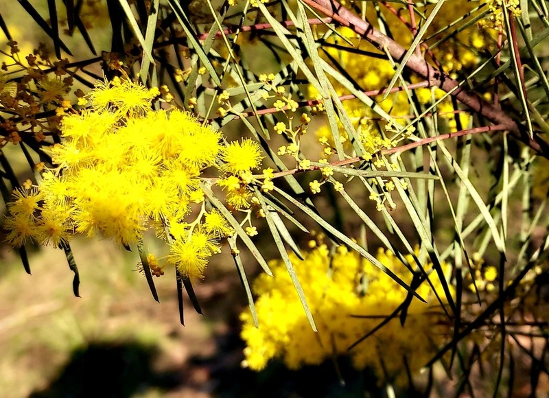 Acacia boormanii photo 4