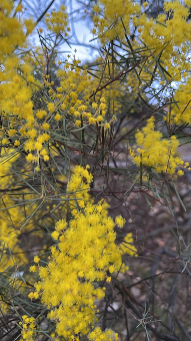 Acacia boormanii photo 5