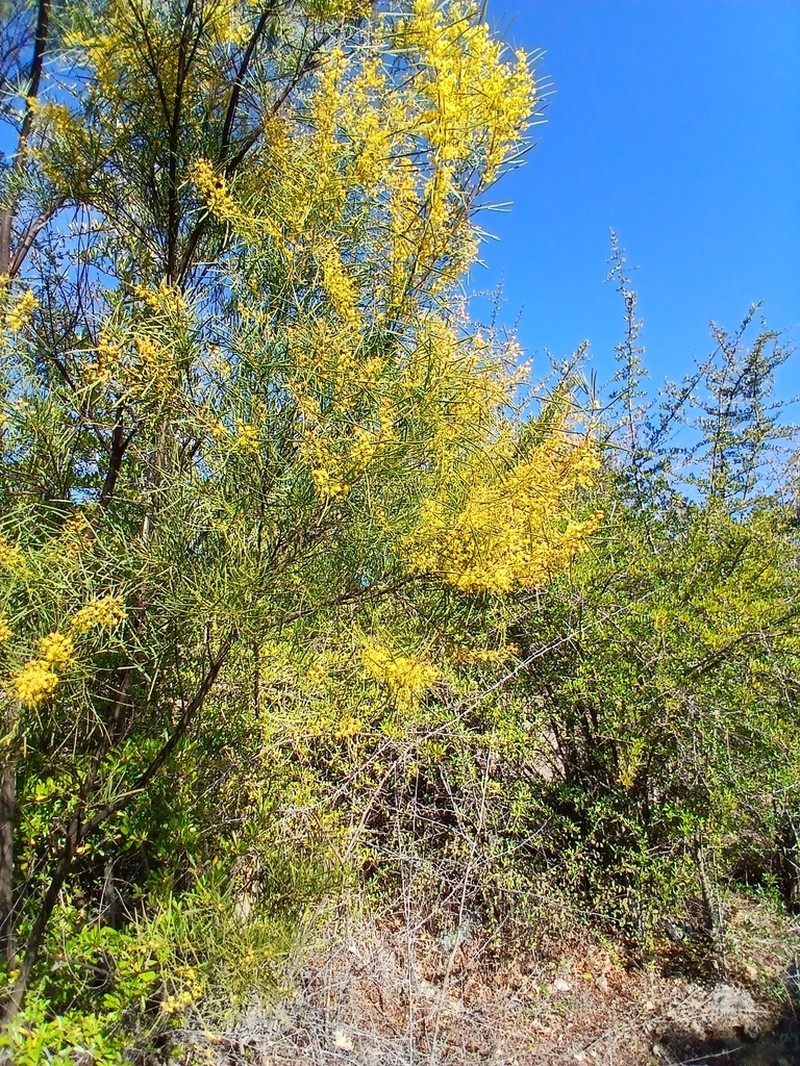 Acacia boormanii photo 6