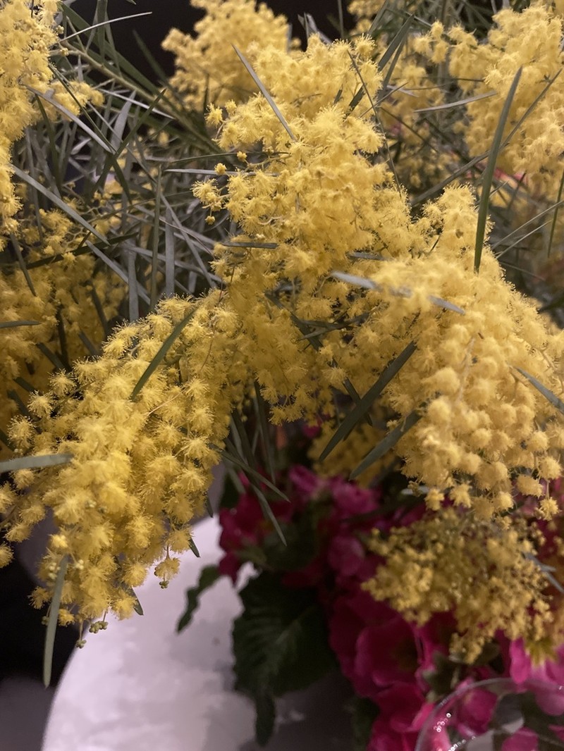 Acacia boormanii photo 7