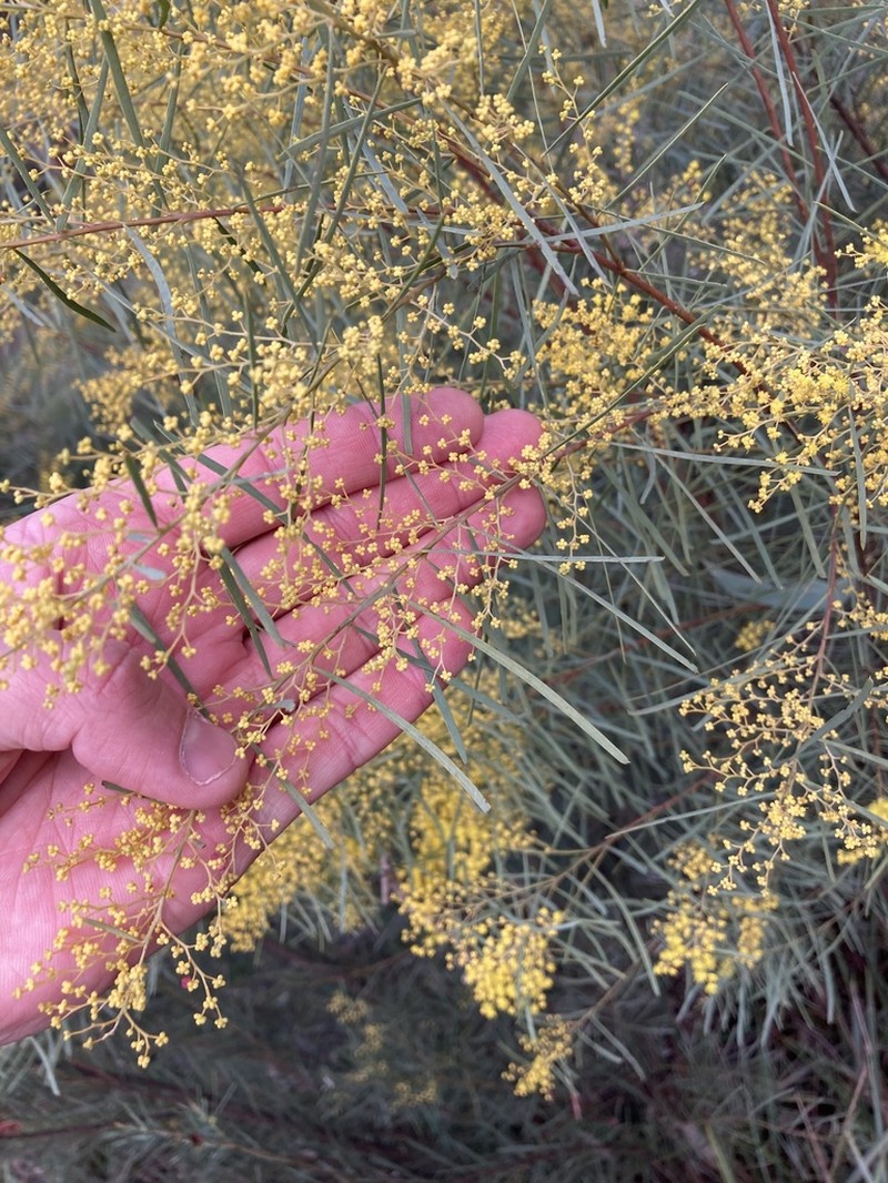Acacia boormanii photo 8