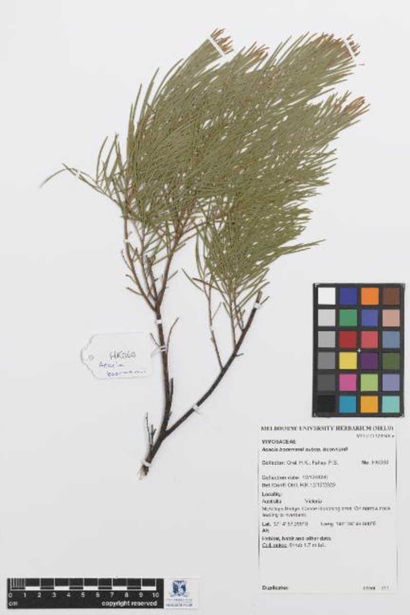 Acacia boormanii subsp. boormanii