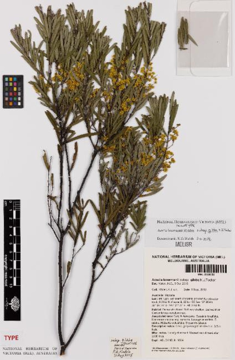 Acacia boormanii subsp. gibba