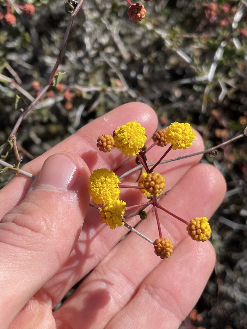 Acacia botrydion