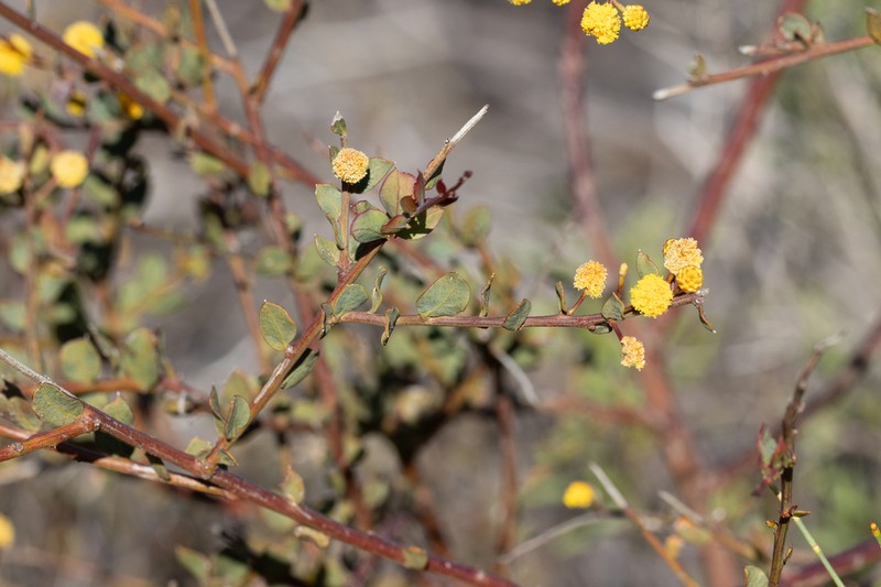 Acacia botrydion photo 4