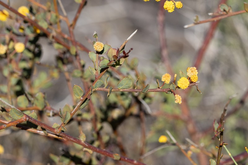Acacia botrydion photo 6