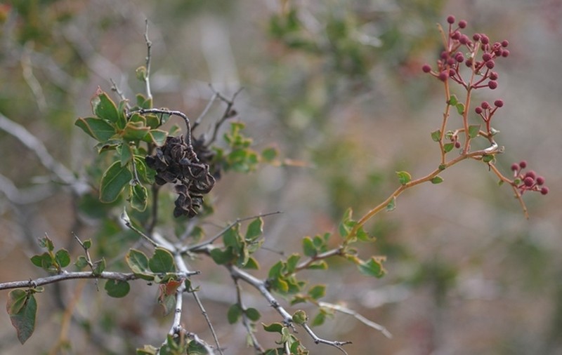 Acacia botrydion photo 7
