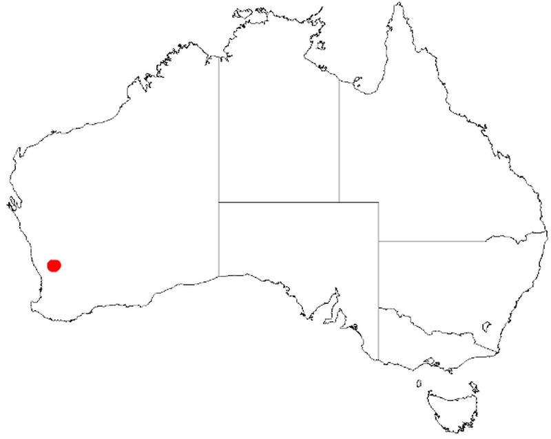 Acacia botrydion