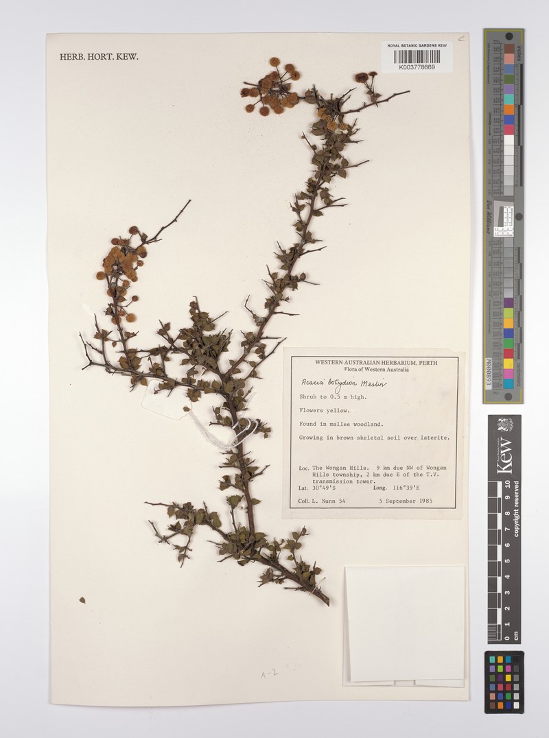 Acacia botrydion photo 2