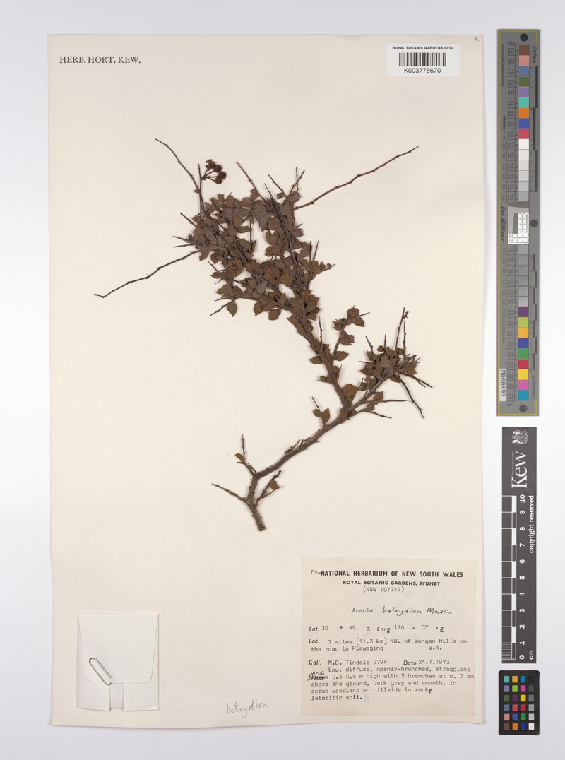 Acacia botrydion photo 3