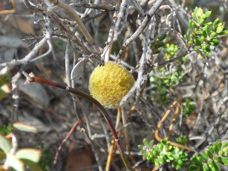 Gray Mulga photo 3