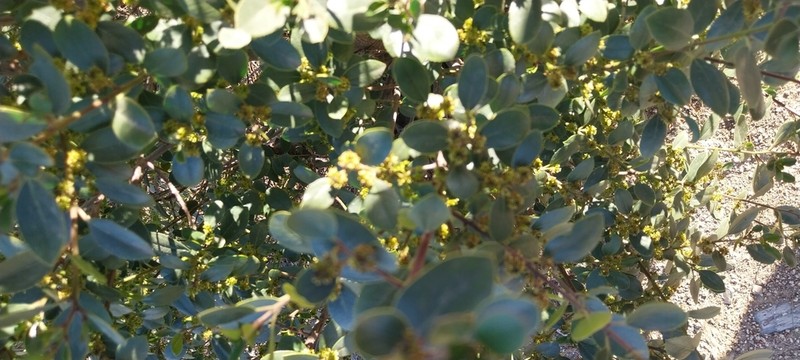 Gray Mulga photo 4