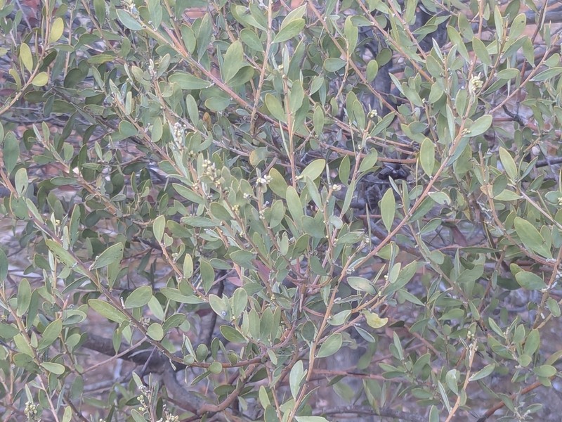 Gray Mulga photo 5
