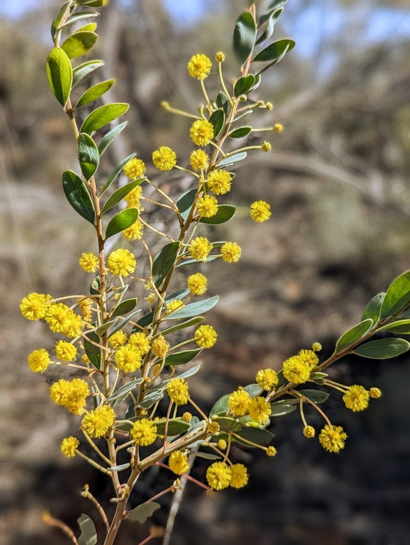 Gray Mulga photo 6