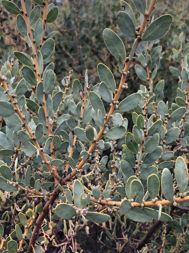 Gray Mulga photo 7