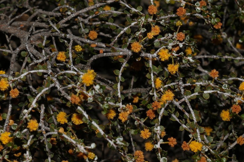 Acacia brachyclada photo 2