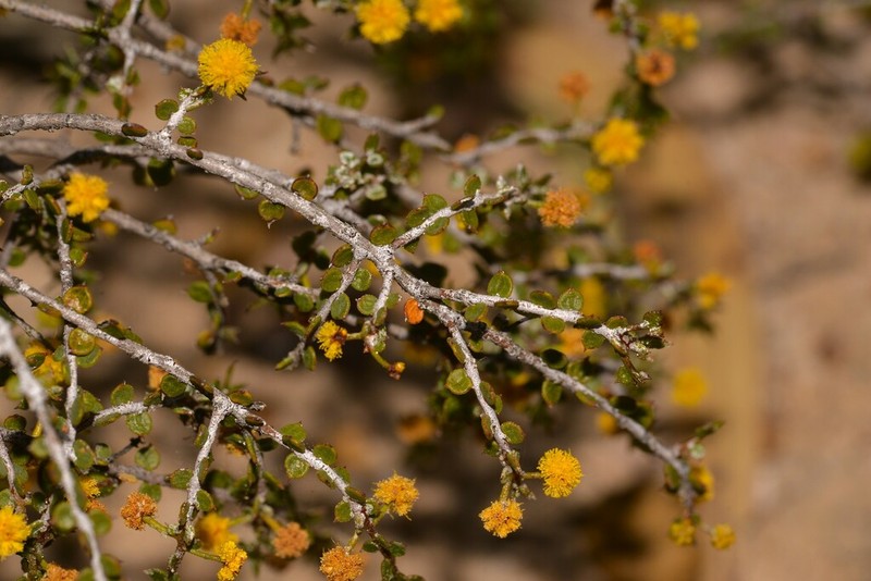 Acacia brachyclada photo 3