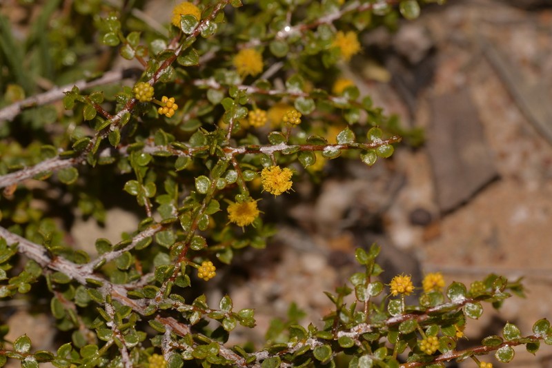 Acacia brachyclada photo 4