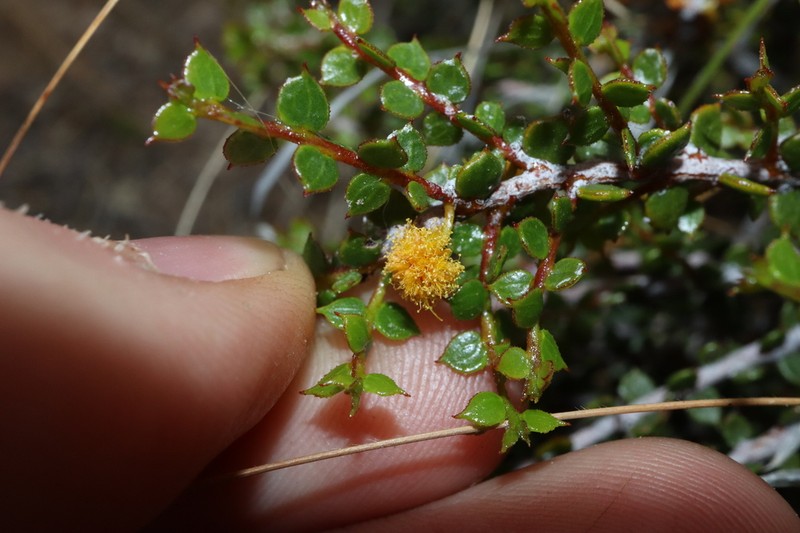 Acacia brachyclada photo 5