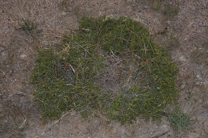 Acacia brachyclada photo 6