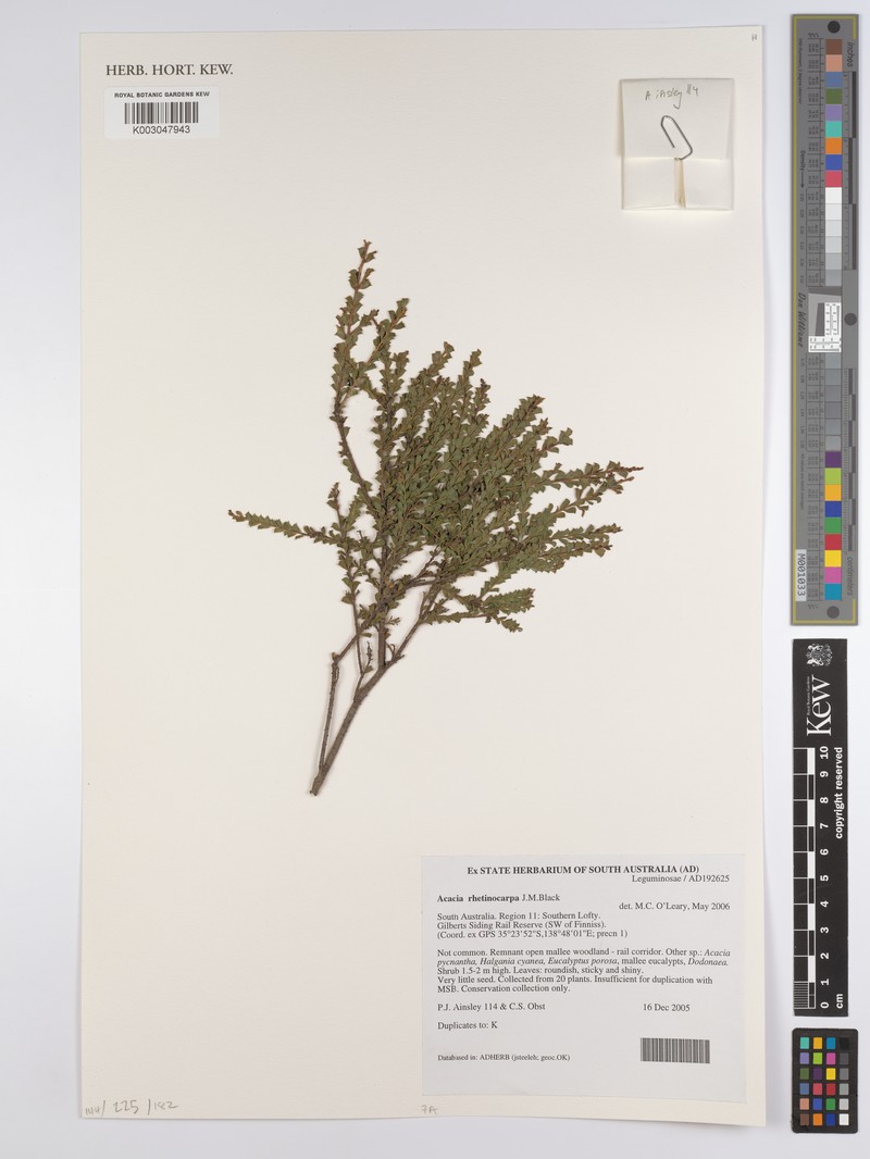 Acacia brachyclada photo 7