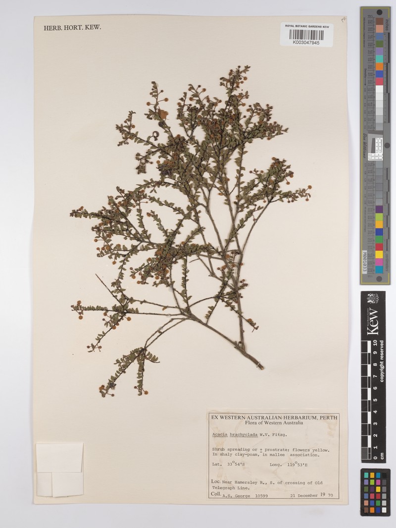 Acacia brachyclada photo 8
