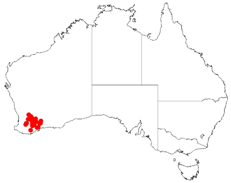 Acacia brachyphylla