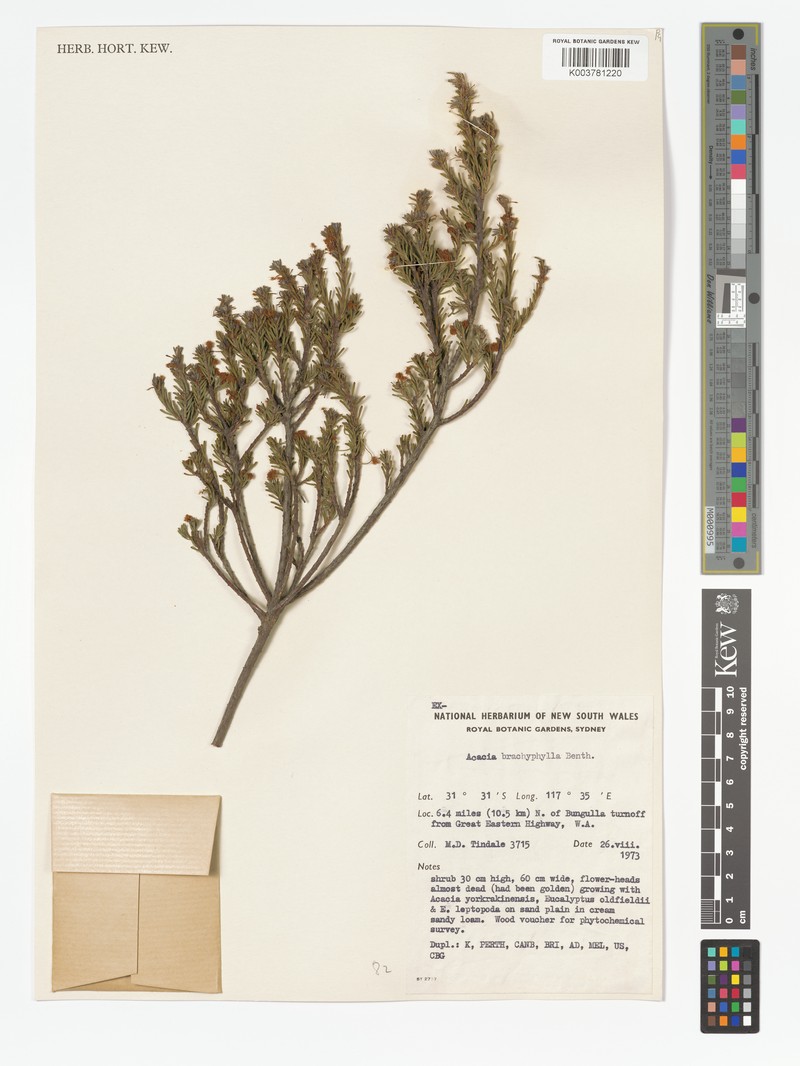 Acacia brachyphylla photo 2