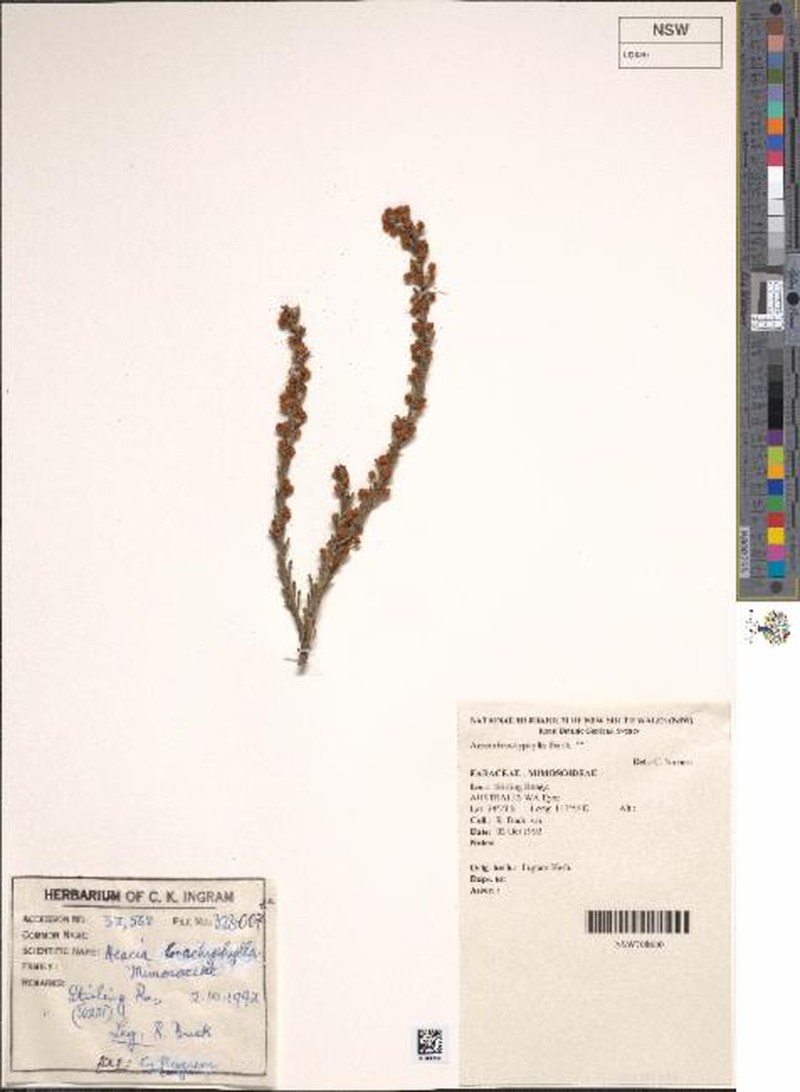 Acacia brachyphylla photo 3