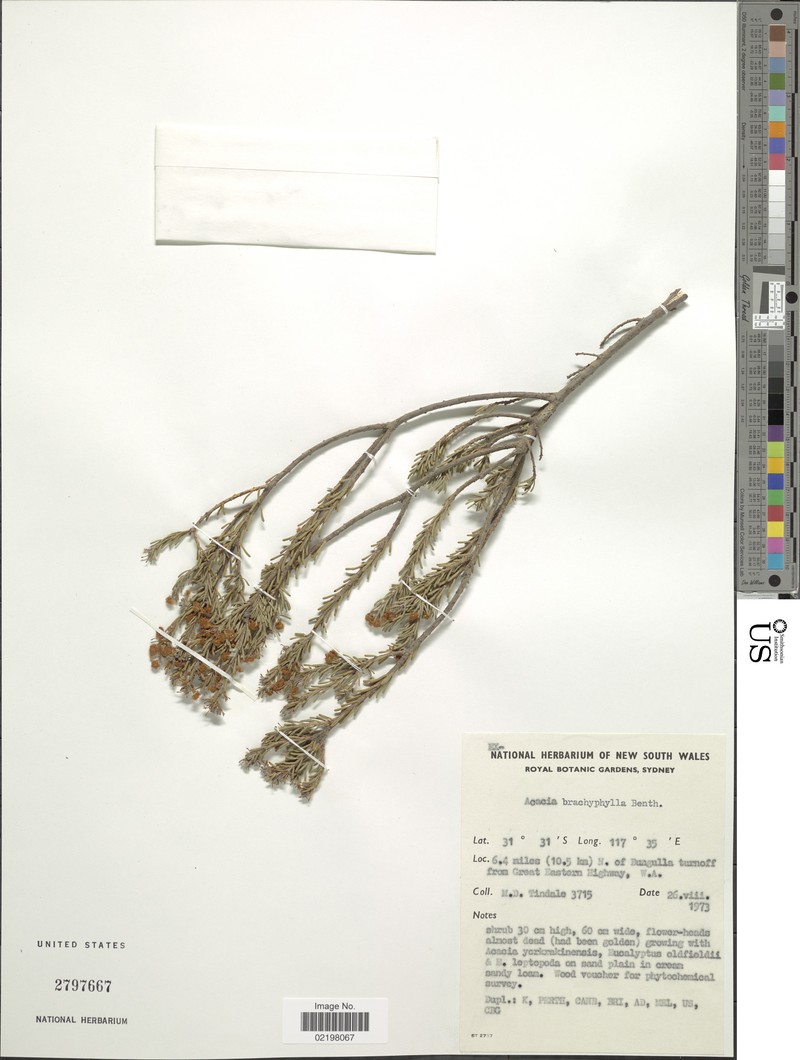 Acacia brachyphylla photo 4