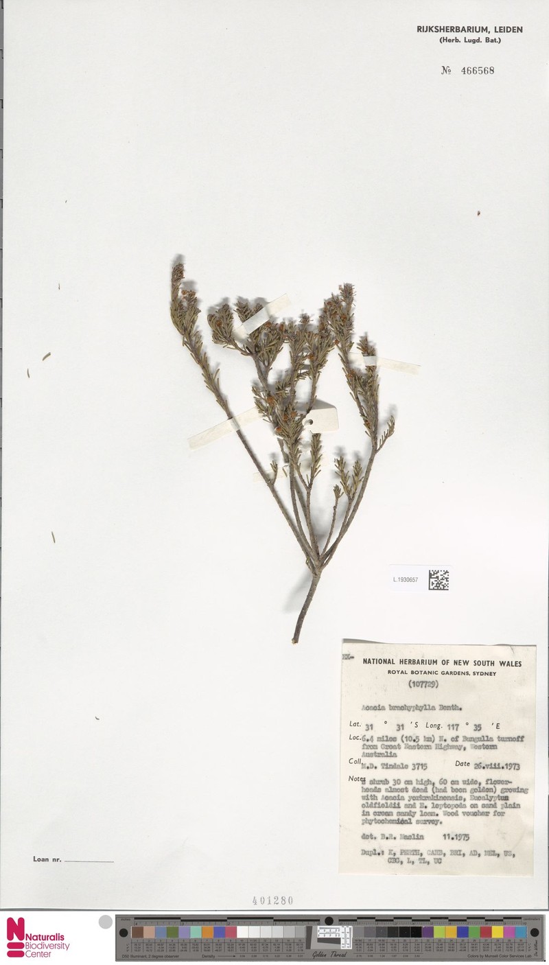 Acacia brachyphylla photo 5