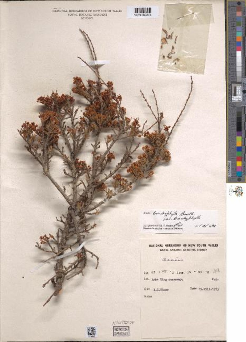 Acacia brachyphylla var. brachyphylla
