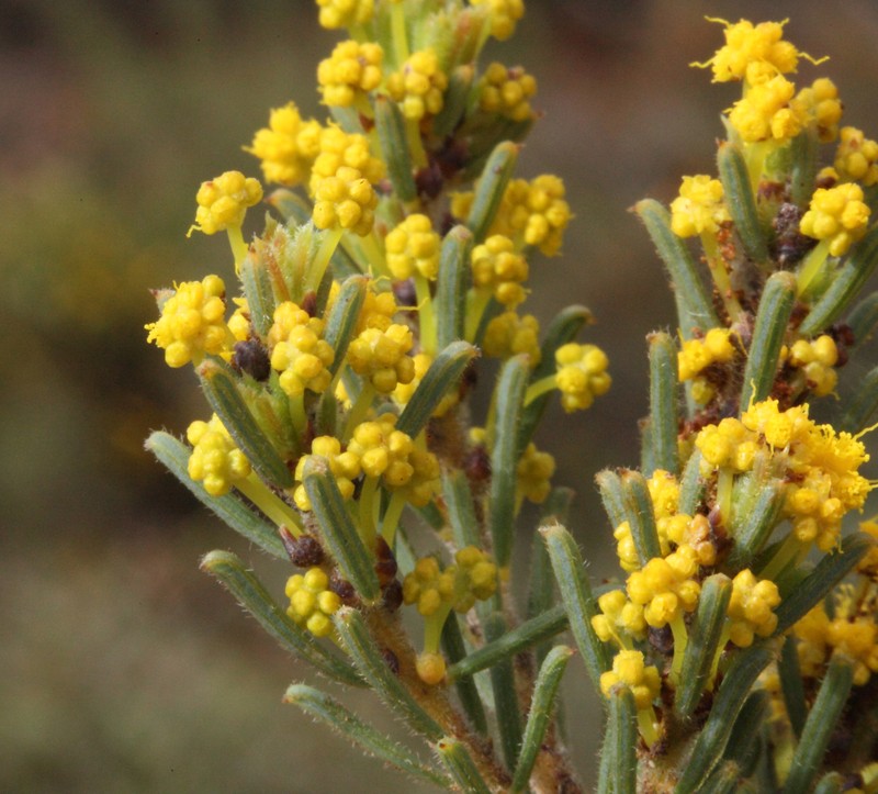 Acacia brachyphylla var. recurvata