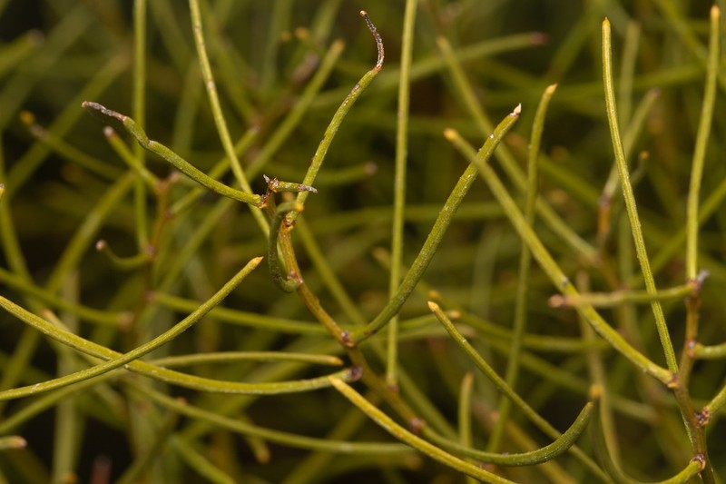 Acacia brachypoda photo 5