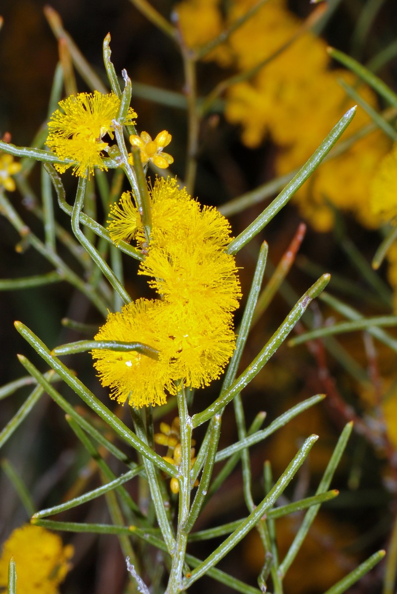 Acacia brachypoda
