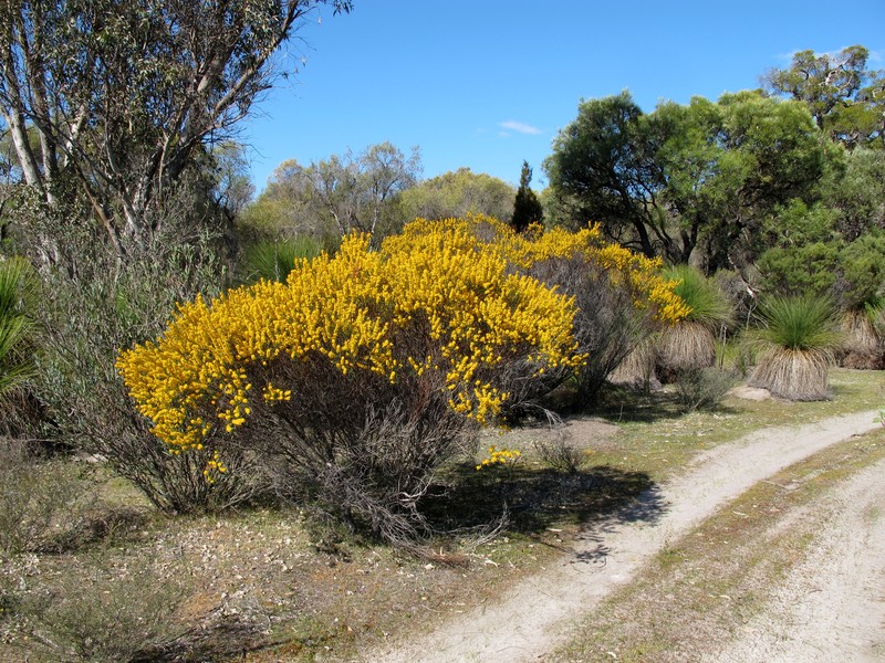Acacia brachypoda photo 2