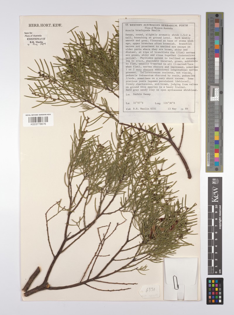 Acacia brachypoda photo 3