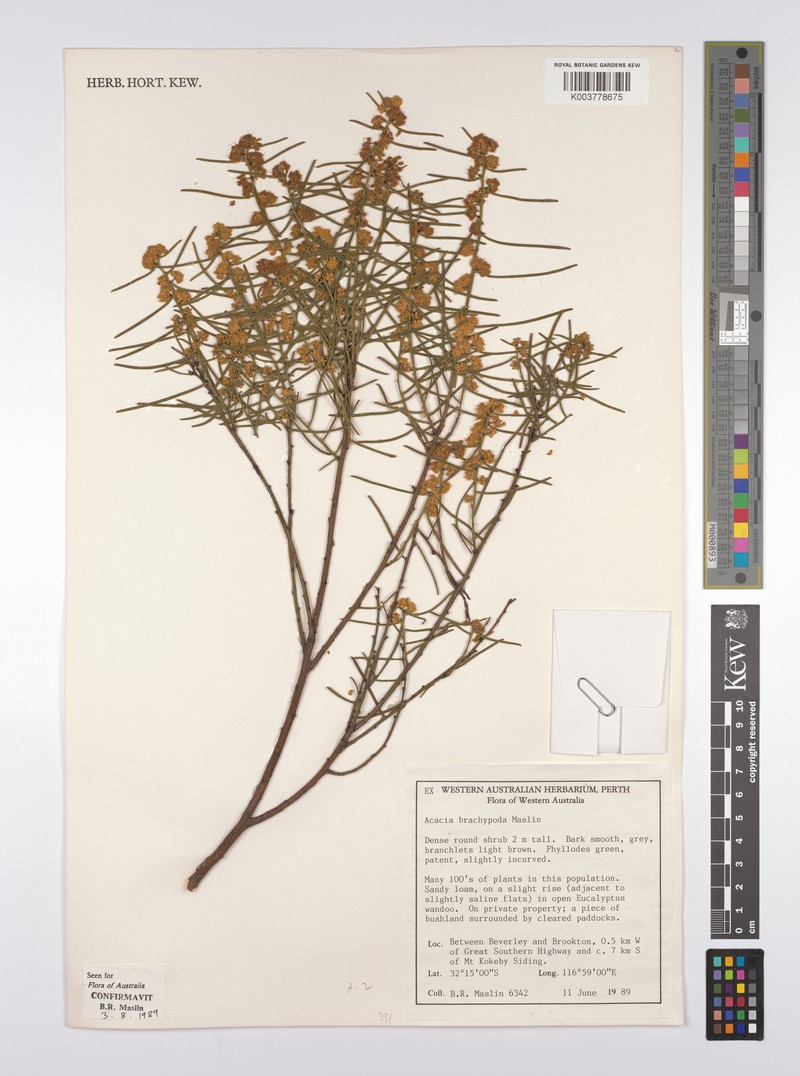 Acacia brachypoda photo 4