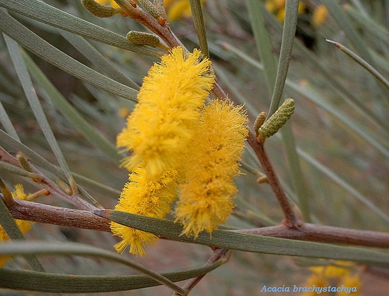 Turpentine Mulga