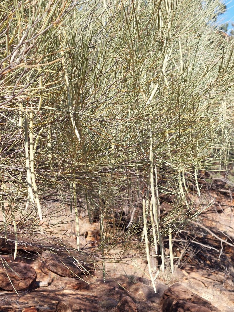 Turpentine Mulga photo 4